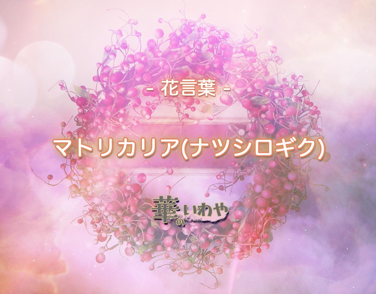 ナツシロギクの摂取方法