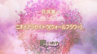 ニオイアラセイトウ ウォールフラワー の花言葉とは 色や由来など花言葉を徹底解説 華のいわや